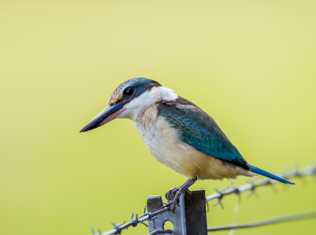 Sacred Kingfisher - ML530098511