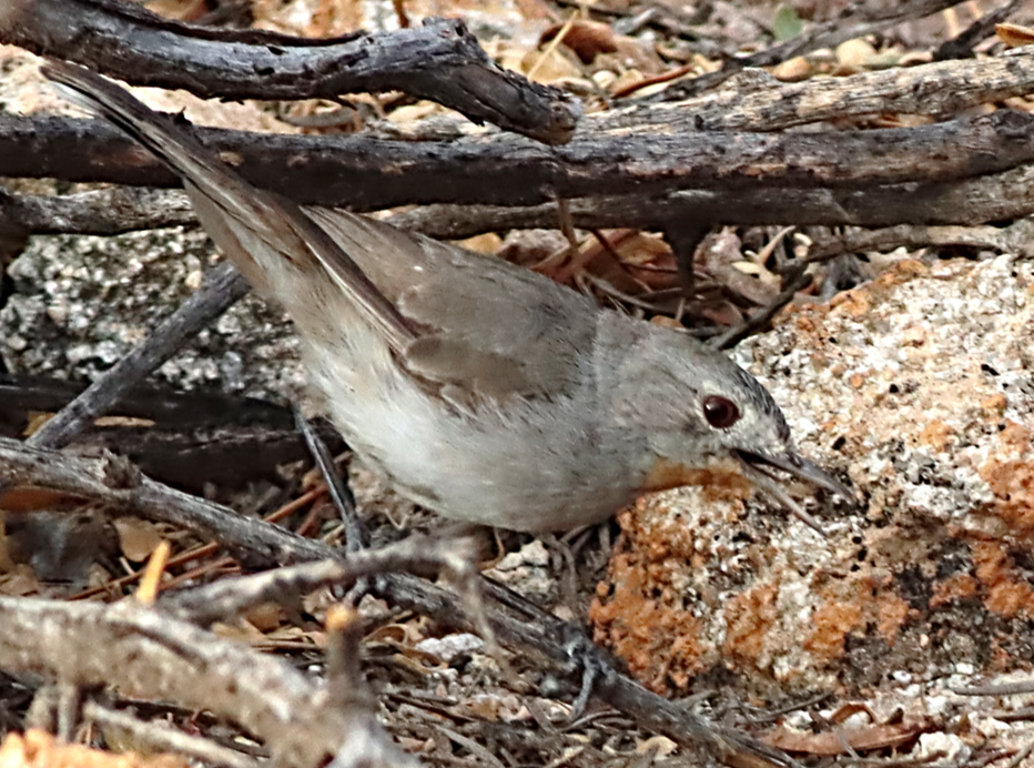 Séricorne rougegorge - ML530098781