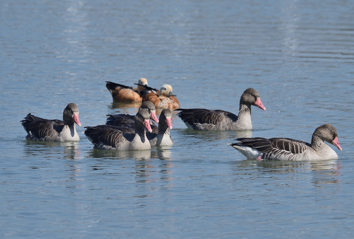 Greater White-fronted Goose (Eurasian) - ML530099161