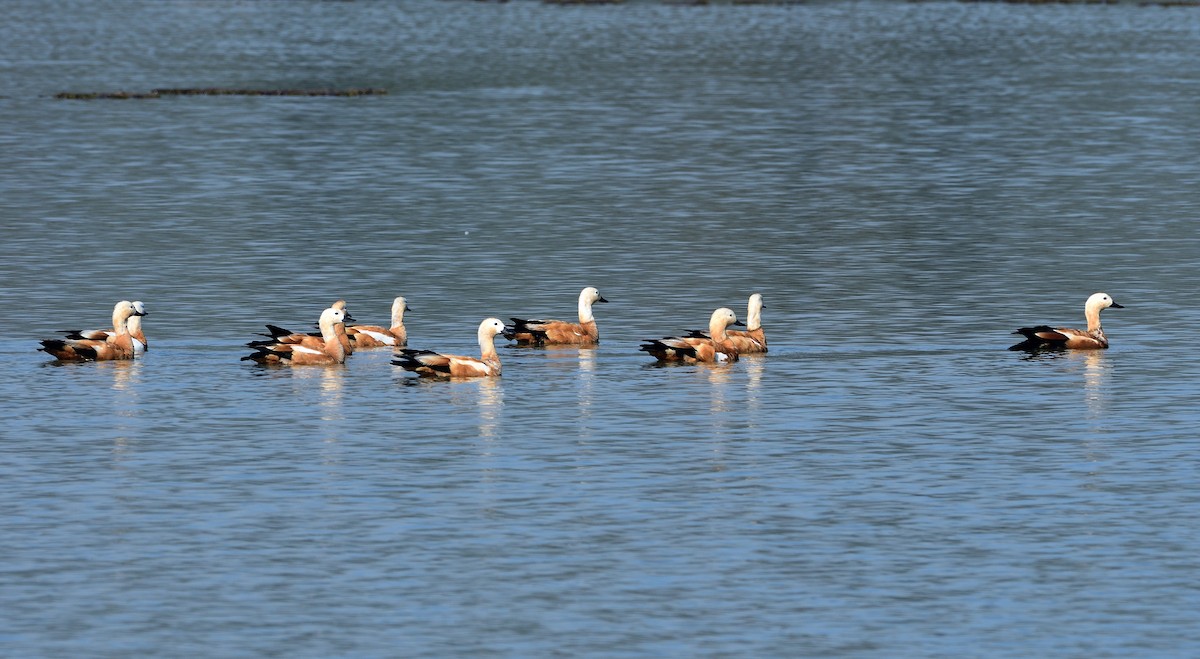 Ruddy Shelduck - ML530099221