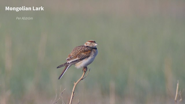 Mongolian Lark - ML530099231