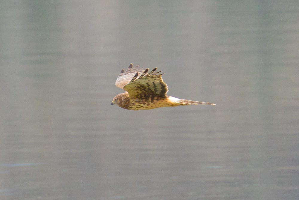 Northern Harrier - ML53009981