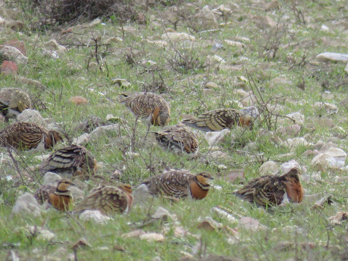 Pin-tailed Sandgrouse - ML530100981