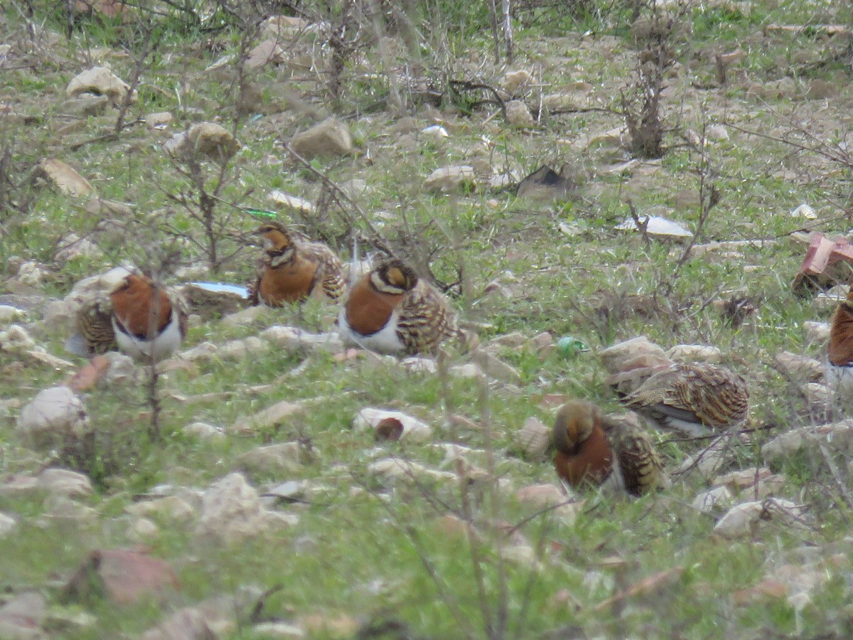 Pin-tailed Sandgrouse - ML530101001