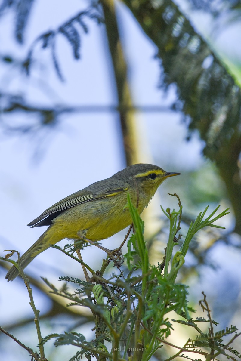 Tickell's Leaf Warbler - ML530101771