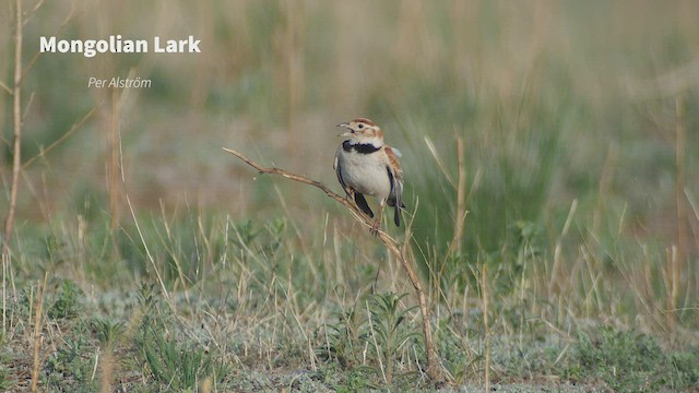 Mongolian Lark - ML530101781