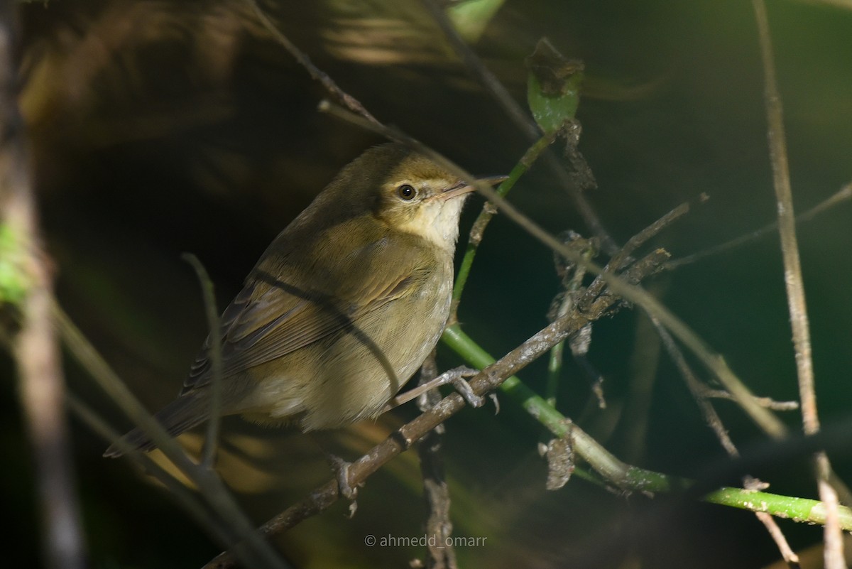 Blyth's Reed Warbler - ML530101791