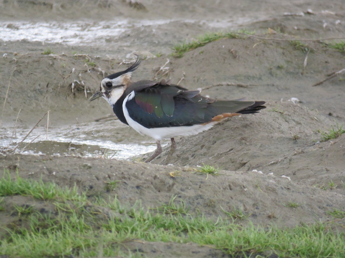 Northern Lapwing - Ricardo Rodríguez Llamazares