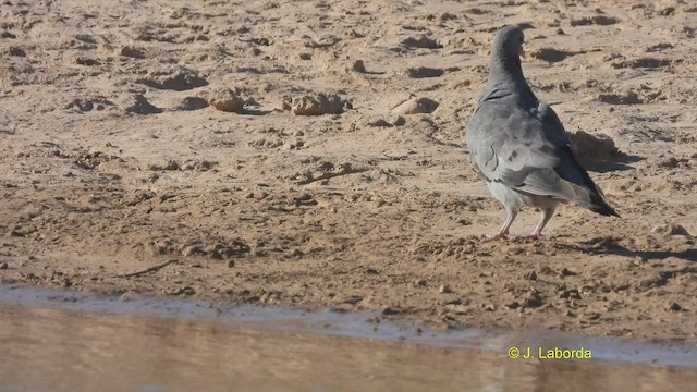 Хүнхэл тагтаа - ML530102121