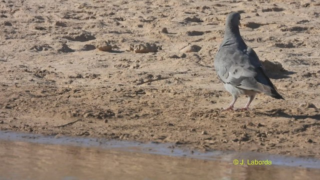 יונת עצים - ML530102121