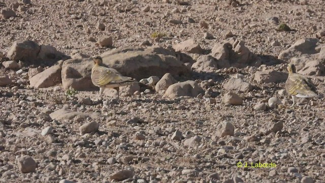 Pin-tailed Sandgrouse - ML530102141