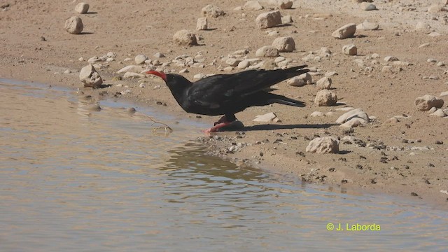 Red-billed Chough - ML530102191