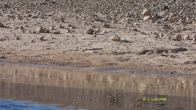 Spotless Starling - ML530102301