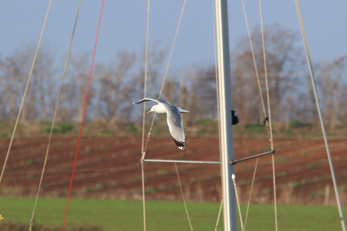 Caspian Gull - ML530102411