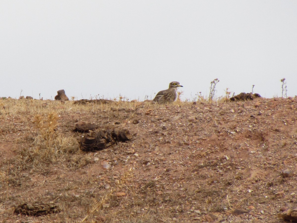 Eurasian Thick-knee - Guillaume Réthoré