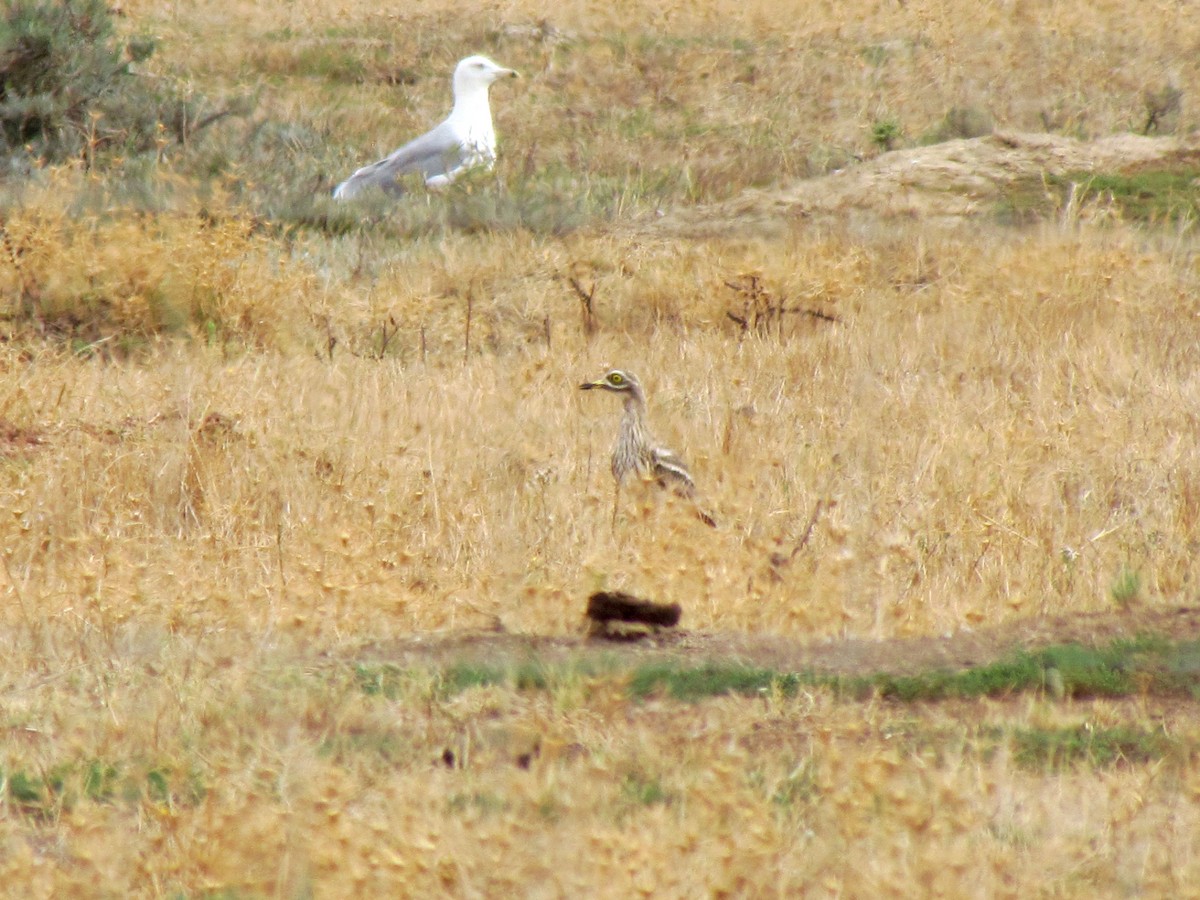 Eurasian Thick-knee - Guillaume Réthoré