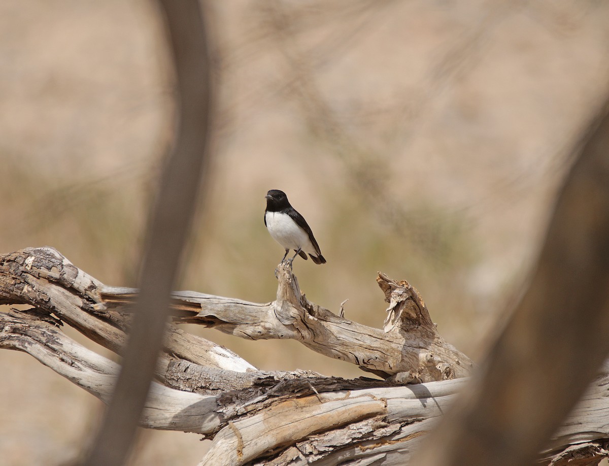 Hume's Wheatear - Moises Zozaya