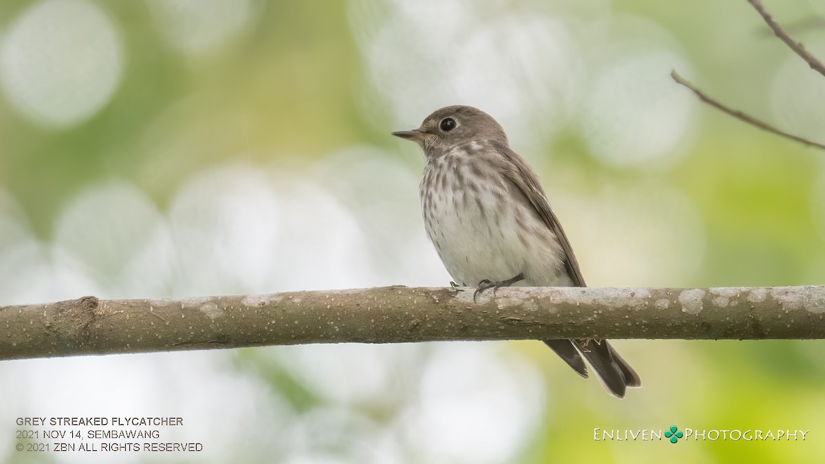 Gray-streaked Flycatcher - ML530104551