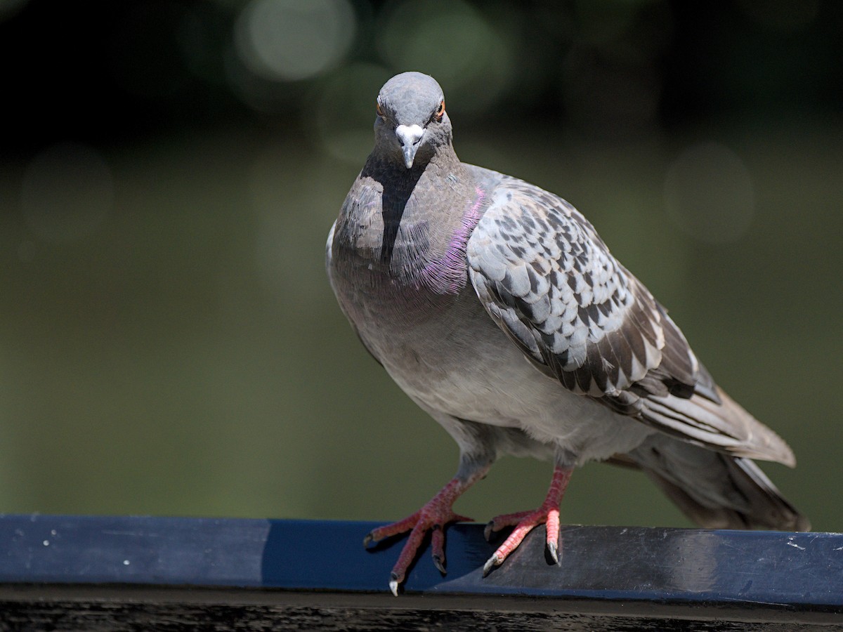Rock Pigeon (Feral Pigeon) - Christopher Tuffley