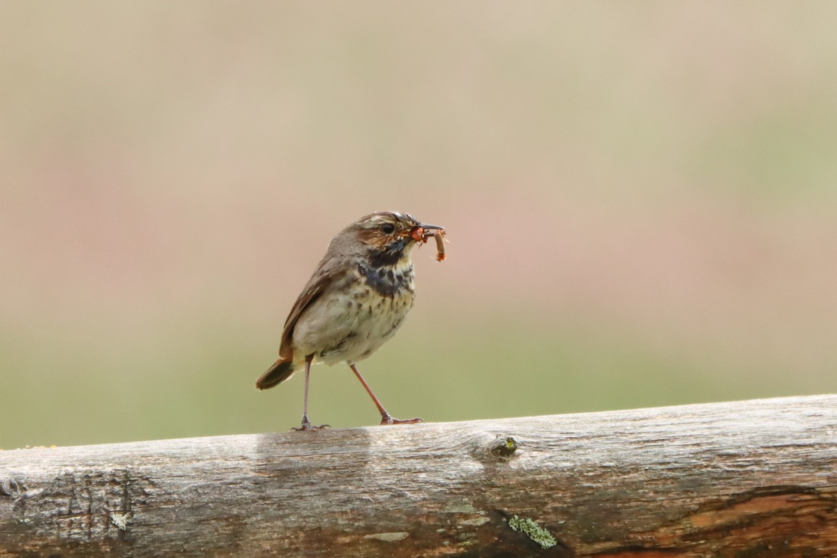 blåstrupe (cyanecula/namnetum) - ML530106021