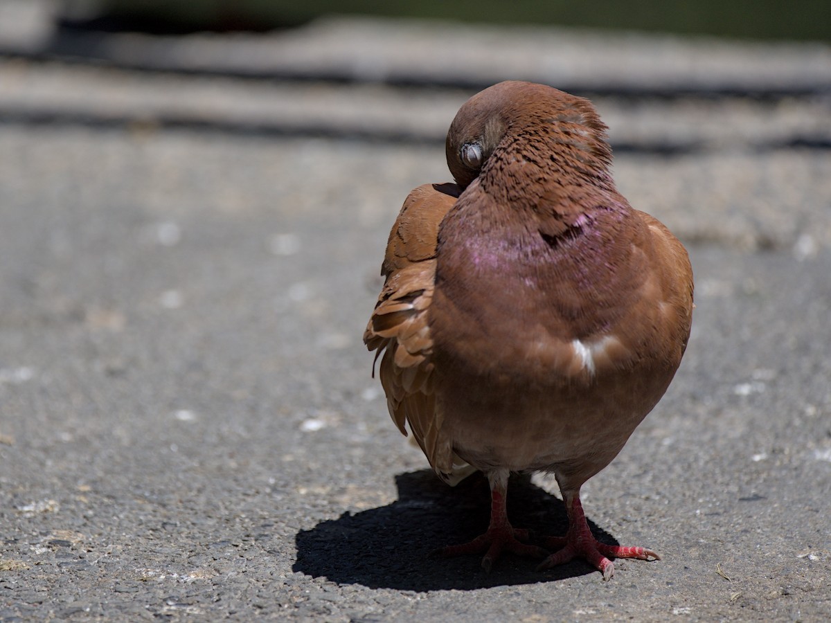 Rock Pigeon (Feral Pigeon) - Christopher Tuffley