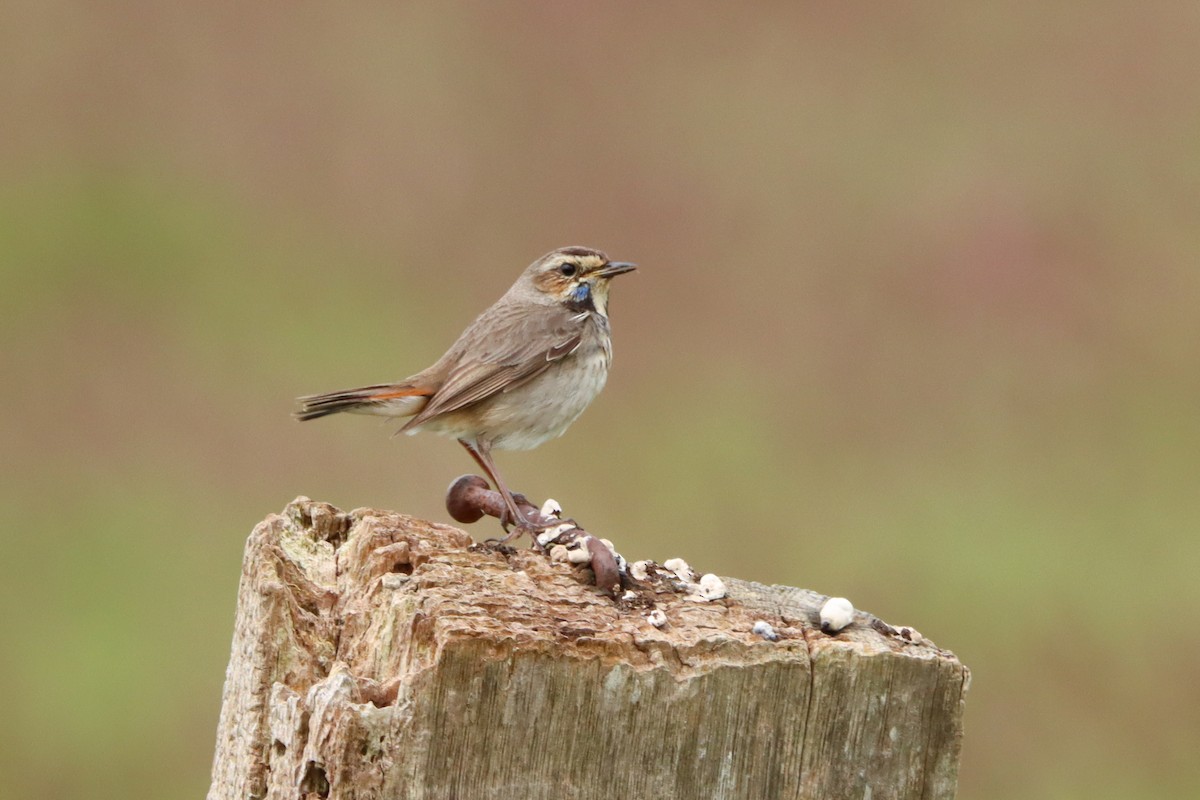 blåstrupe (cyanecula/namnetum) - ML530106071