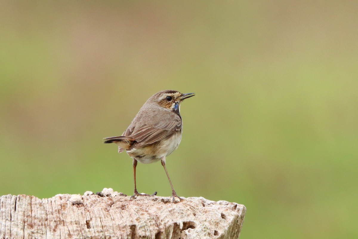 blåstrupe (cyanecula/namnetum) - ML530106081