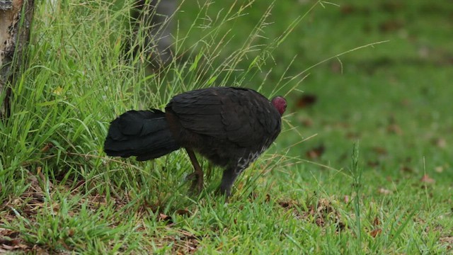 Talégalo Cabecirrojo - ML530106721