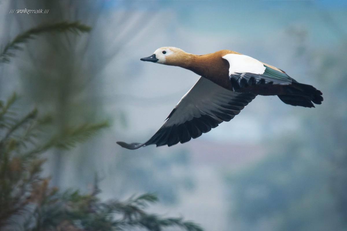 Ruddy Shelduck - ML530106841