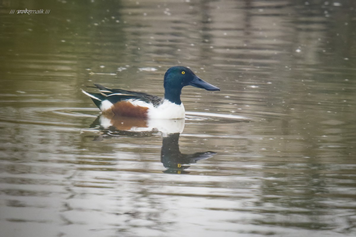 Northern Shoveler - ML530106851