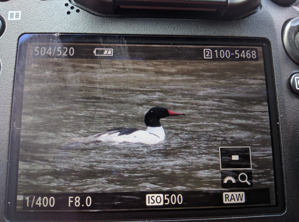 Common Merganser - ML53010701