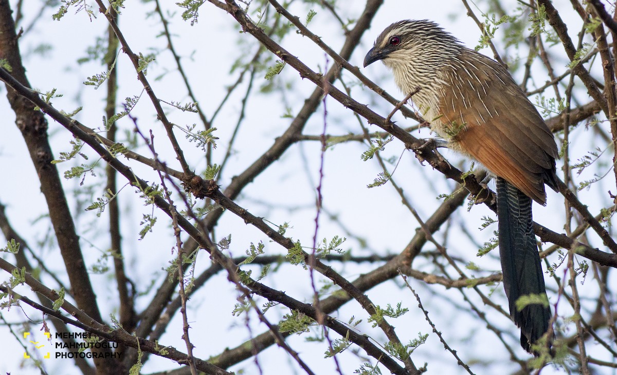 White-browed Coucal - ML530107201