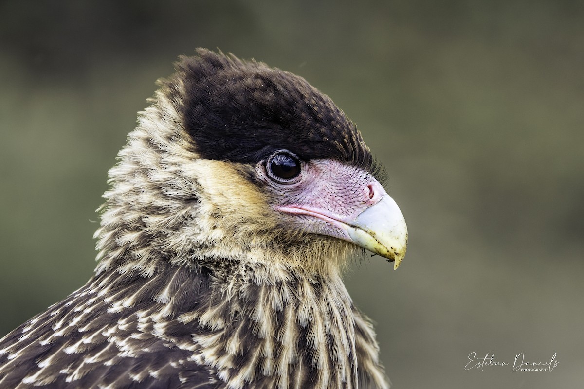 Crested Caracara - ML530107401