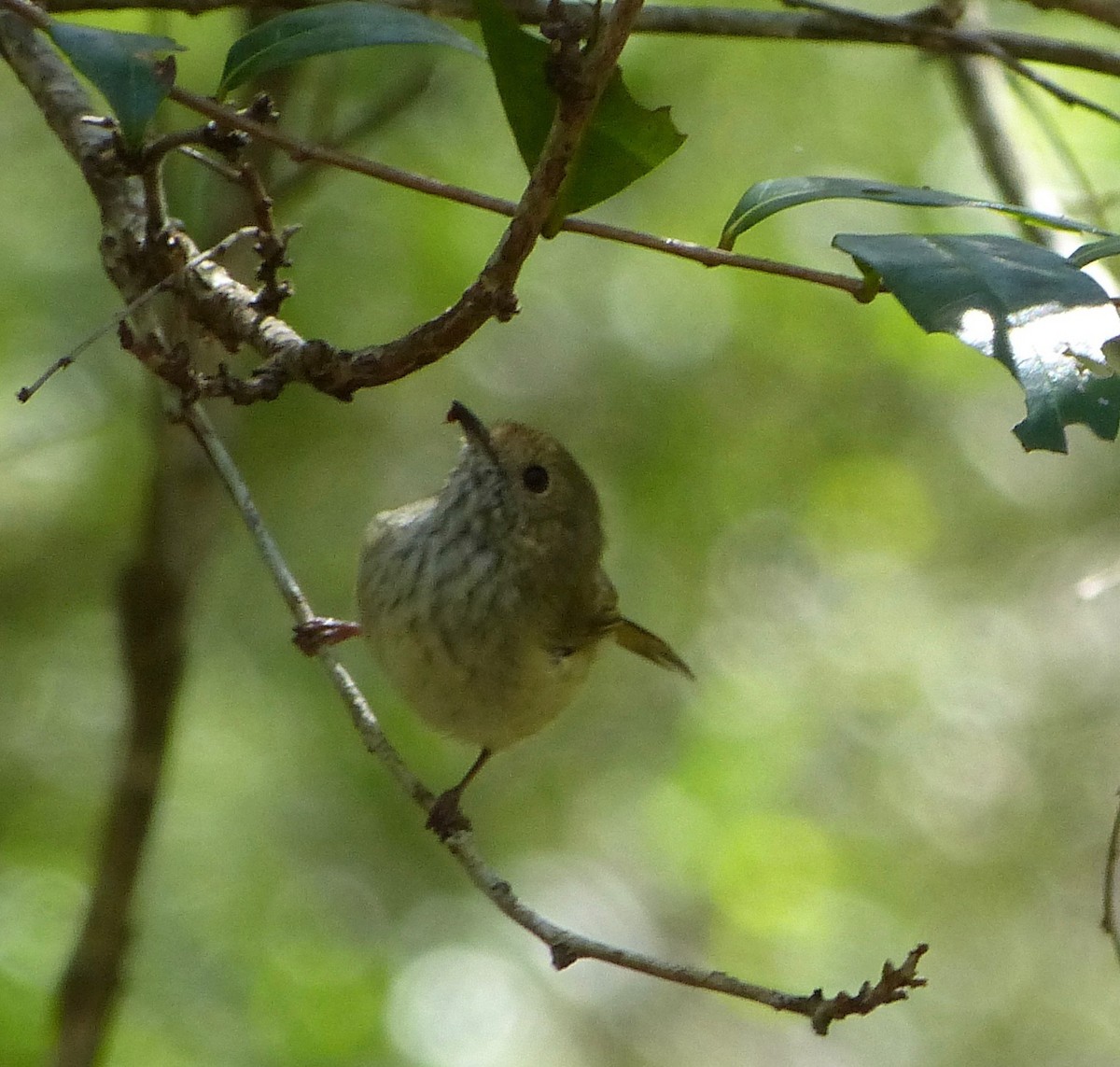 Brown Thornbill - ML53010821