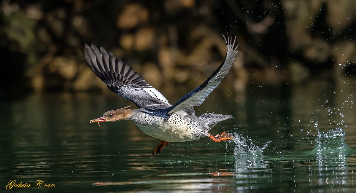 Scaly-sided Merganser - ML530109261
