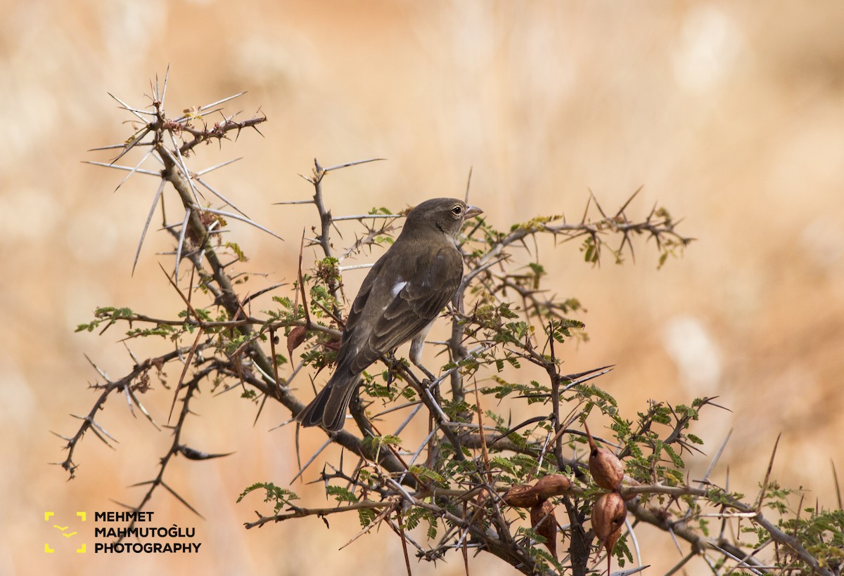 Yellow-spotted Bush Sparrow - Mehmet Mahmutoğlu
