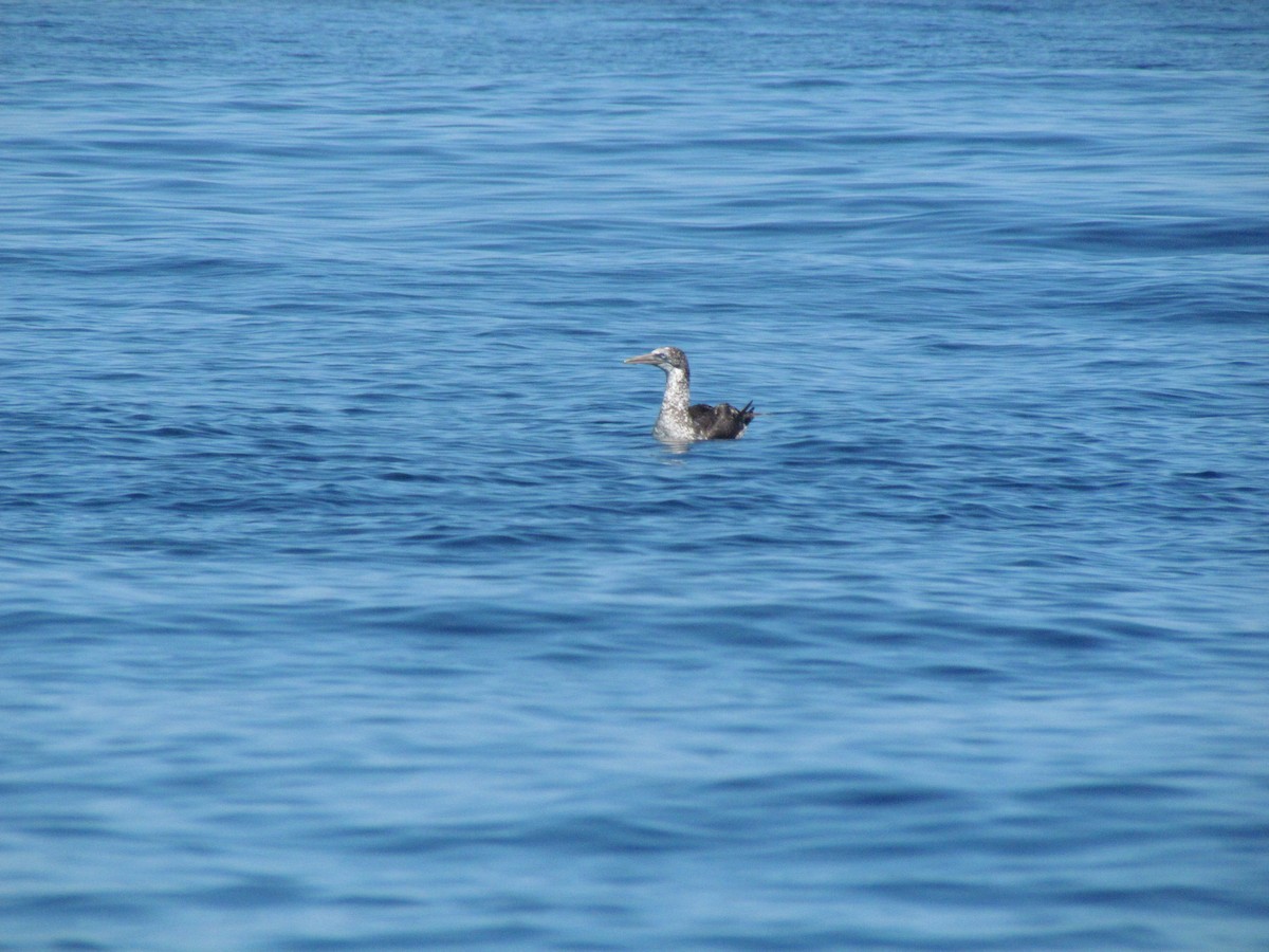 Northern Gannet - ML530109811