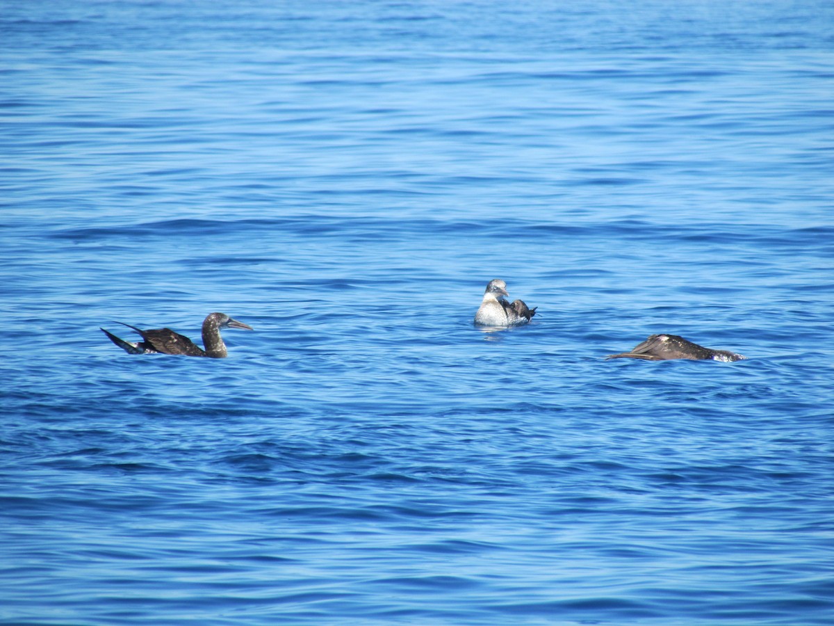 Northern Gannet - ML530109891