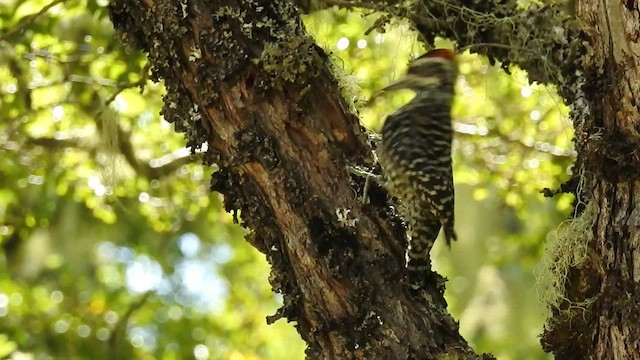 Striped Woodpecker - ML530110061