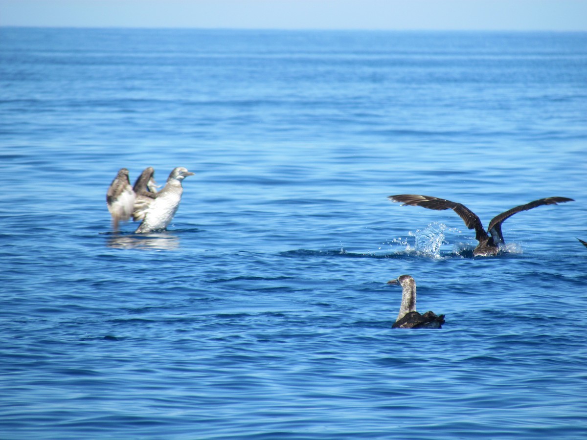 Northern Gannet - ML530110131