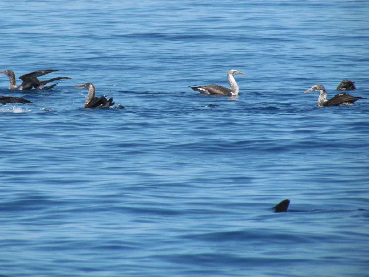 Northern Gannet - ML530110311