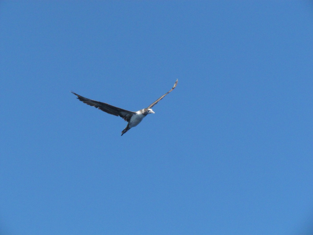 Northern Gannet - ML530110431