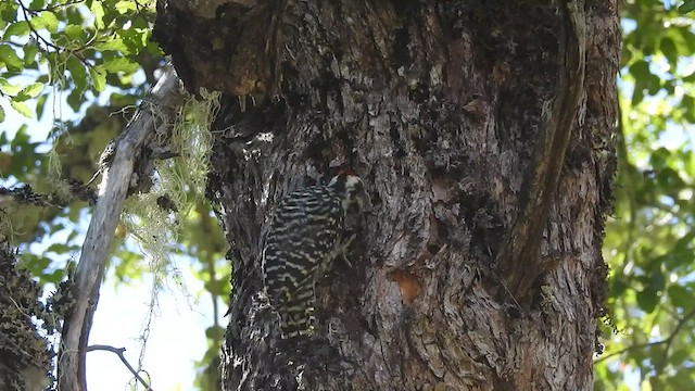 Striped Woodpecker - ML530110461