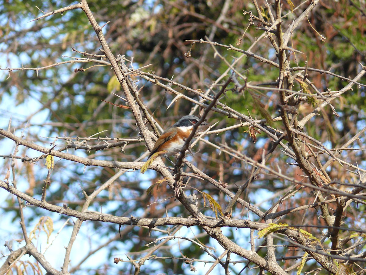 Cape Batis (Gray-mantled) - ML530110491