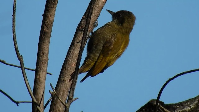 Carpintero Chico - ML530110971