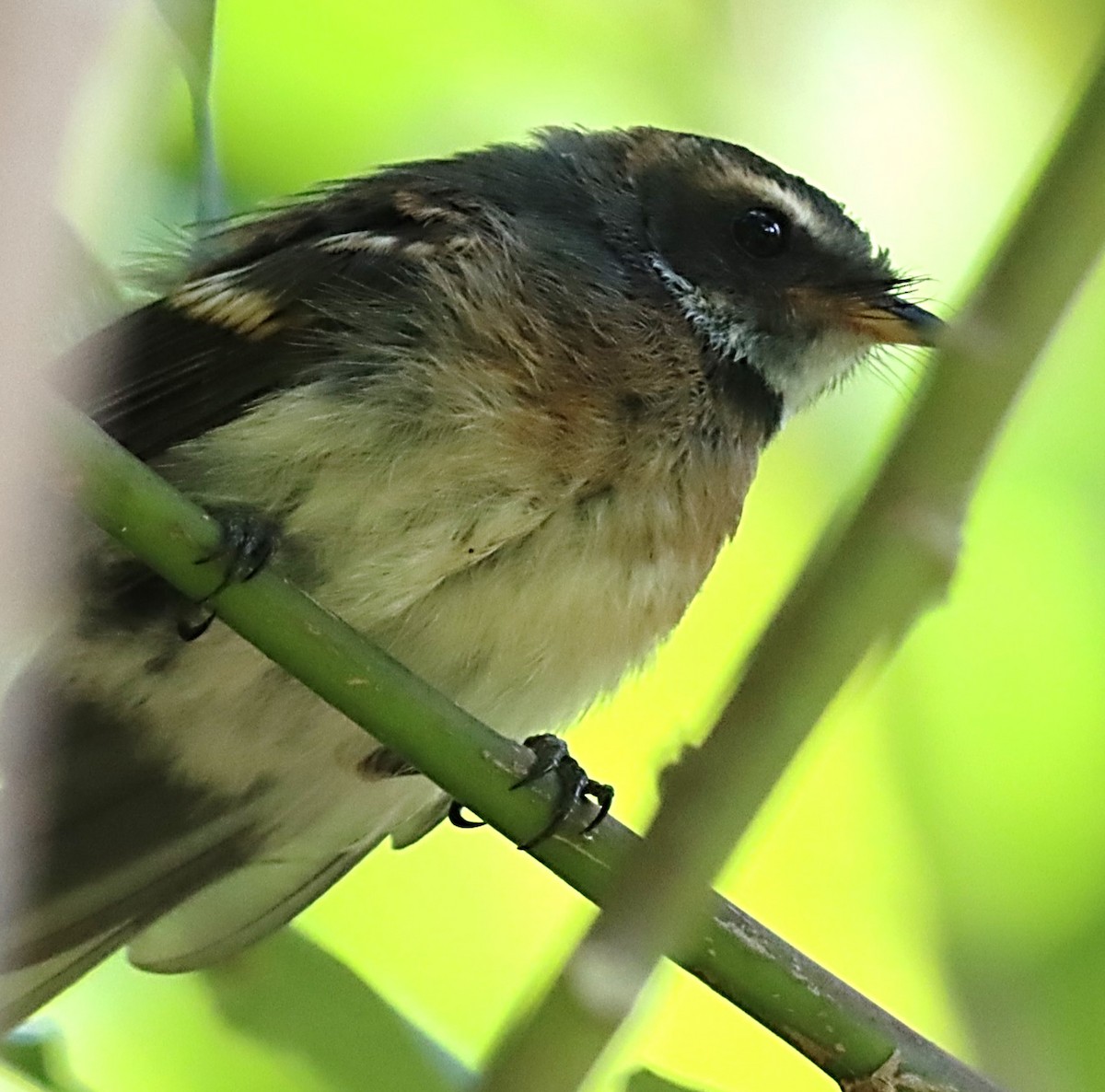 Gray Fantail - ML530111031