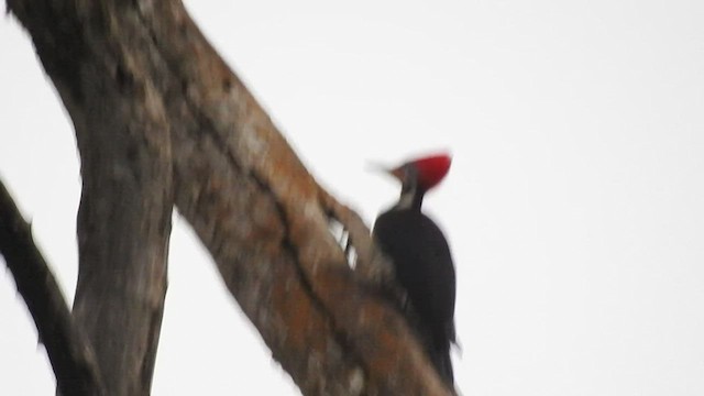 Lineated Woodpecker - ML530111251