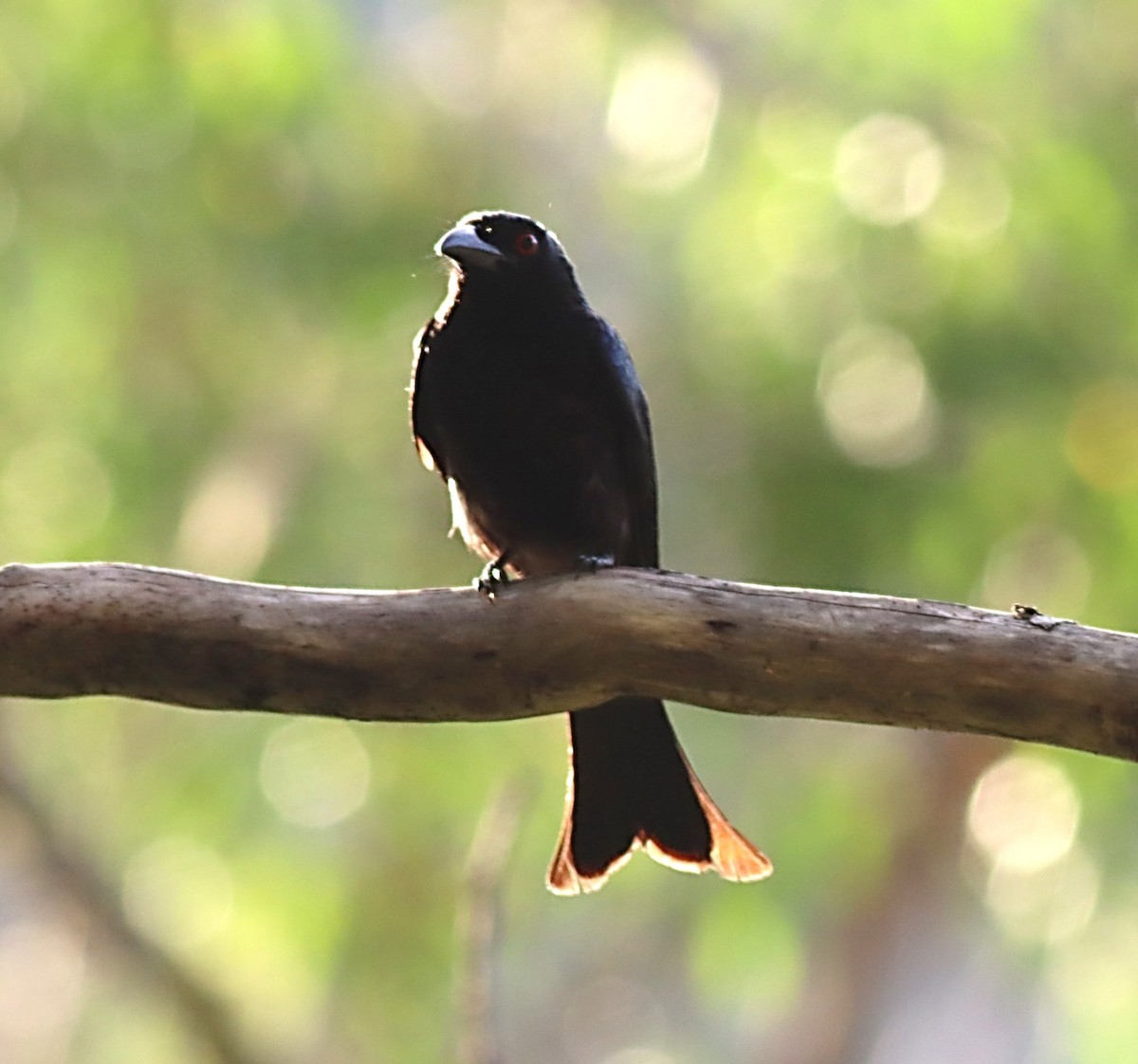 Spangled Drongo - ML530111261