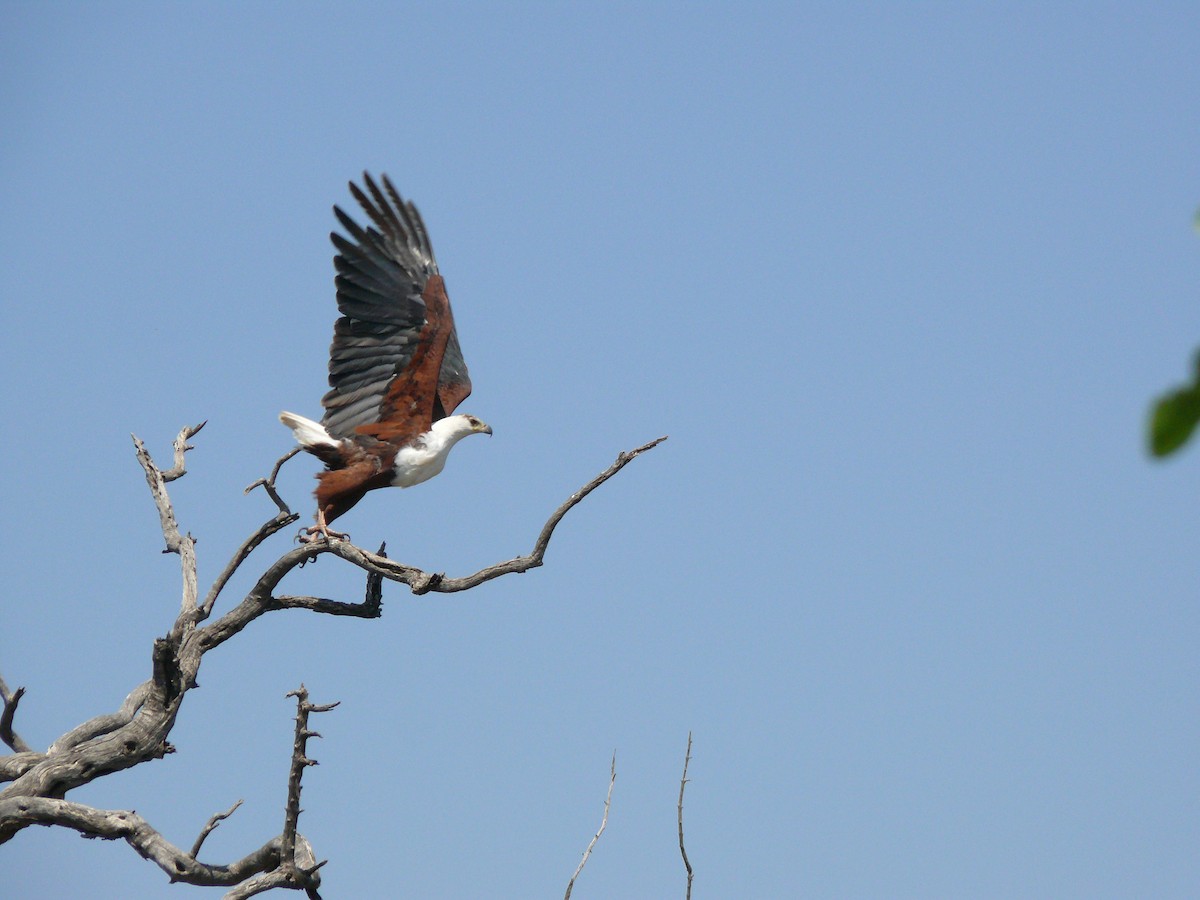 African Fish-Eagle - ML530111391