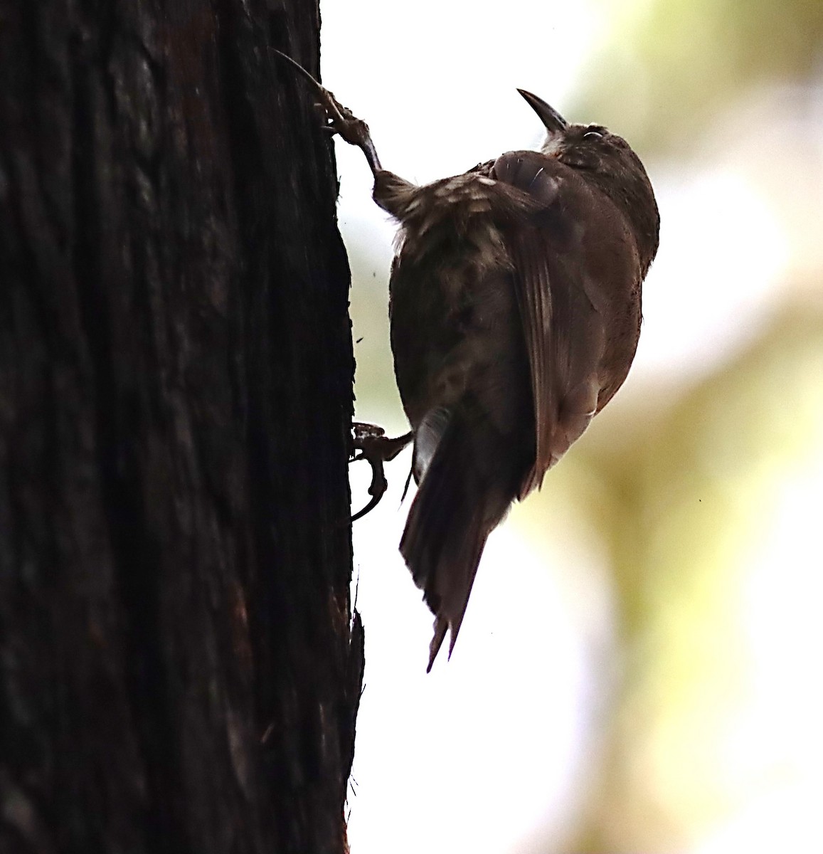 White-throated Treecreeper - ML530111461